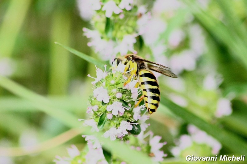 Hymenoptera del Parco del Ticino